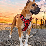 Rexa a rejoint le concours — aidez-le/la à gagner de superbes lots ! dog, canine, pet, sunset, outdoor, pathway, red_harness, fence, sky, clouds, grass, nature, animal, standing, alert, ears_up, pavement, sunset_sky, golden_hour, rural