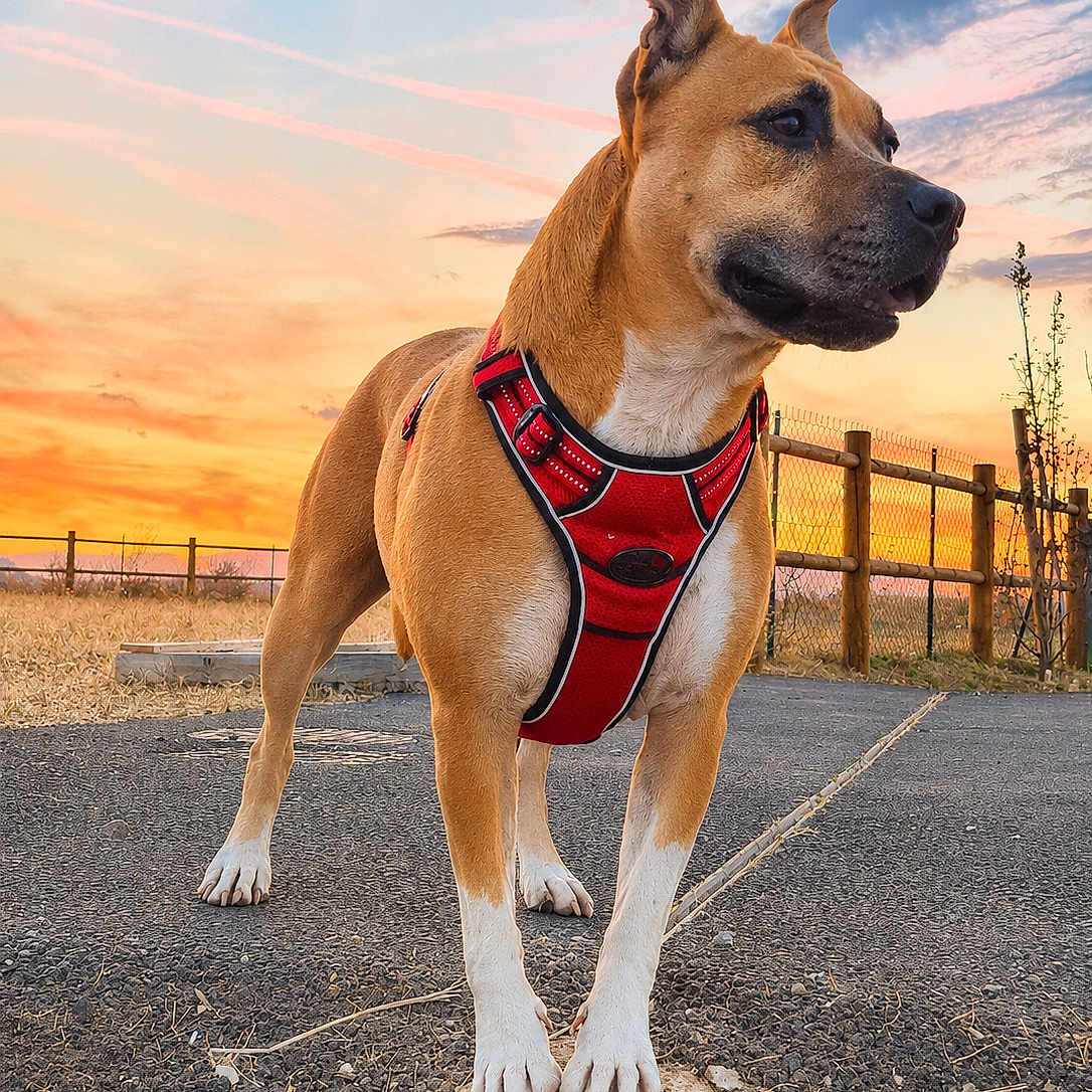 Rexa a rejoint le concours — aidez-le/la à gagner de superbes lots ! dog, canine, pet, sunset, outdoor, pathway, red_harness, fence, sky, clouds, grass, nature, animal, standing, alert, ears_up, pavement, sunset_sky, golden_hour, rural