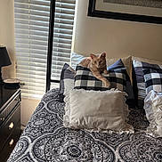Blossom is registered to the contest to win money with this photo: cat, bed, pillow, blanket, window_blinds, lamp, nightstand, framed_picture, indoor, patterned_bedspread, black_and_white, orange_cat, relaxed, feline, home, natural_light, decor, quiet, resting, cozy