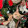 Blossom joined the competition — help win amazing prizes! cat, kitten, christmas_tree, ornaments, ribbon, holiday_decor, greenery, red, silver, white, festive, cute, pet, indoor, decorations, playful, close_up, animal, christmas, celebration
