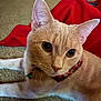 Blossom is registered to the contest to win money with this photo: cat, beige_cat, close_up, pet, indoor, carpet, red_blanket, collar, bell, whiskers, ears, eyes, fur, curious, animal, mammal, domestic, cute, feline, relaxed