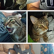 Moto joined the competition — help win amazing prizes! cat, tabby, pet, indoor, feline, glowing_eyes, meowing, sunglasses, guitar, couch, fabric, animal, relaxed, portrait, closeup, collage, person_partial, grey_shirt, home, cute