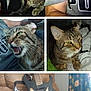 cat, tabby, pet, indoor, feline, glowing_eyes, meowing, sunglasses, guitar, couch, fabric, animal, relaxed, portrait, closeup, collage, person_partial, grey_shirt, home, cute