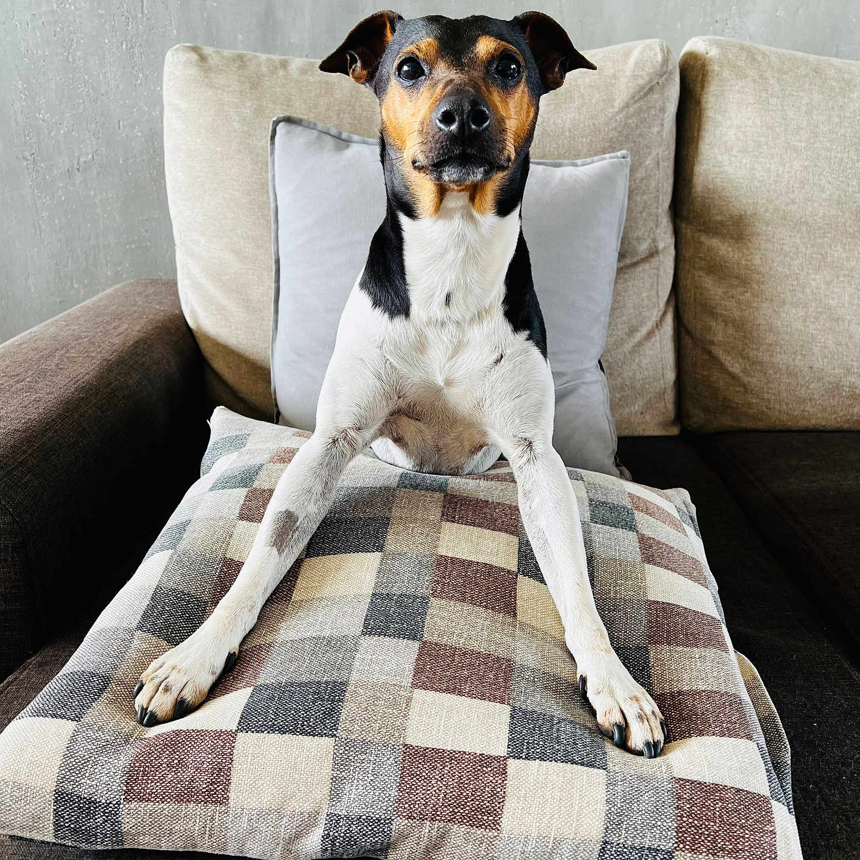 Iago participe au concours pour gagner de l'argent avec cette photo : animal, black, canine, couch, dog, ears, face, fur, furniture, home, indoor, legs, nails, pet, pillow, plaid, relaxation, snout, tan, white