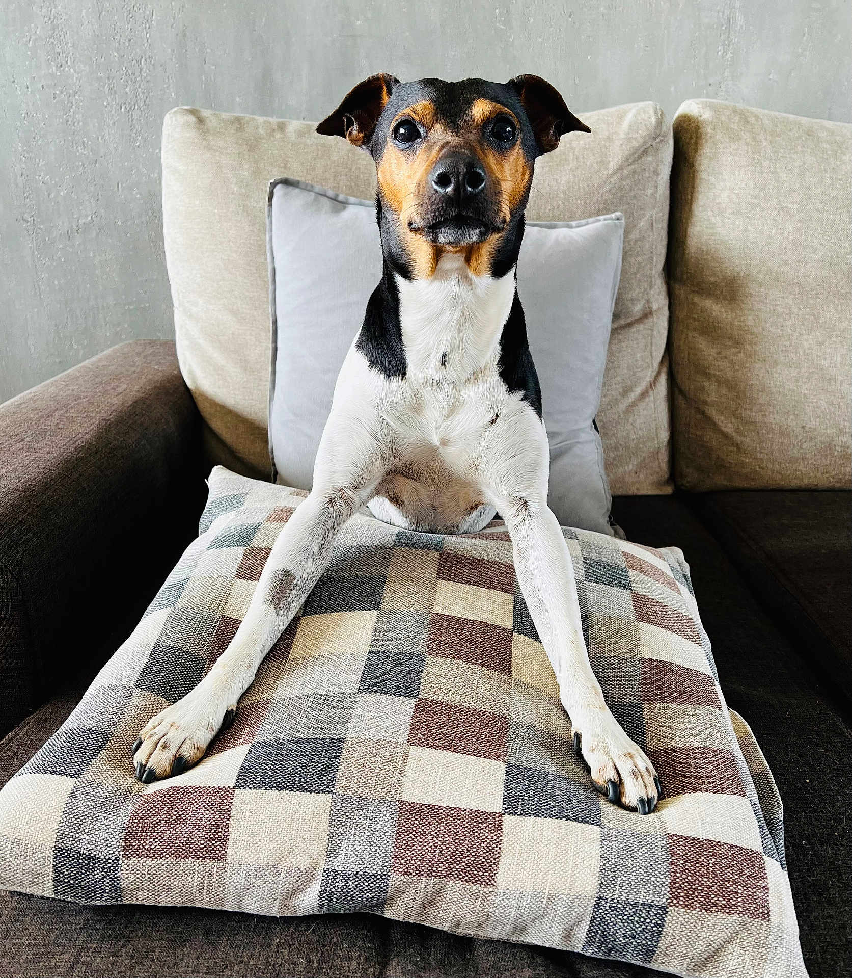 Iago participe au concours pour gagner de l'argent avec cette photo : dog, pet, couch, pillow, plaid, indoor, animal, canine, fur, black, tan, white, legs, ears, face, snout, nails, home, furniture, relaxation