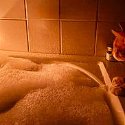 Sega Stanley joined the competition — help win amazing prizes! animal, bathroom, bubble_bath, candle, cat, cozy, curious, dim_lighting, feline, foam, glass, home, indoor, orange_cat, pet, red_drink, relaxation, still_life, tiles, warm_light