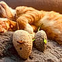 Sega Stanley joined the competition — help win amazing prizes! animal, cat, closeup, companion, cozy, cute, furry, fuzzy_blanket, indoor, mouse_toys, nap, orange_cat, paws, pet, plush_toys, relaxed, resting, sleeping, soft_texture, whiskers