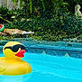 Sega Stanley is registered to the contest to win money with this photo: animal, backyard, cat, floating, funny, garden, greenery, leisure, nature, orange_tabby, outdoor, pet, pool, relaxing, rubber_duck, summer, sunglasses, toy, water, watermelon_float