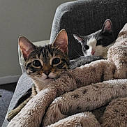 Pretzel is registered to the contest to win money with this photo: cat, tabby_cat, black_and_white_cat, blanket, couch, indoor, pet, feline, fur, relaxing, cozy, home, animal, cute, curious, resting, soft, closeup, two_animals, domestic_life