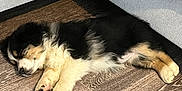Vaïa participe au concours pour gagner de l'argent avec cette photo : puppy, dog, sleeping, floor, wooden_floor, couch, indoor, pet, fur, cozy, resting, cute, animal, home, corner, black, white, tan, young, domestic