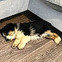 puppy, dog, sleeping, floor, wooden_floor, couch, indoor, pet, fur, cozy, resting, cute, animal, home, corner, black, white, tan, young, domestic