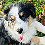 Vaïa a rejoint le concours — aidez-le/la à gagner de superbes lots ! puppy, dog, grass, outdoor, autumn_leaves, collar, tricolor, fluffy, cute, animal, pet, young_dog, nature, closeup, fur, laying_down, adorable, canine, playful, summer