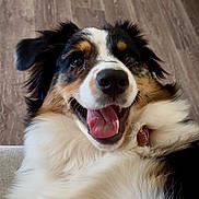 Vaïa participe au concours pour gagner de l'argent avec cette photo : dog, happy, tongue_out, fluffy, pet, canine, smiling, indoor, floor, fur, close_up, animal, cute, domestic_animal, lying_down, friendly, playful, collar, muzzle, ears