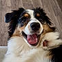 dog, happy, tongue_out, fluffy, pet, canine, smiling, indoor, floor, fur, close_up, animal, cute, domestic_animal, lying_down, friendly, playful, collar, muzzle, ears