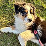 puppy, dog, grass, outdoor, leash, fur, cute, pet, animal, young, playful, sunlight, nature, lying_down, collar, adorable, mammal, canine, fluffy, relaxed