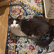 Mochi participe au concours pour gagner de l'argent avec cette photo : cat, gray_and_white, pet, indoor, rug, patterned_rug, wooden_floor, furniture, table, quilt, cozy, curious, sitting, looking_up, domestic_animal, floor, home, soft_texture, animal, cute