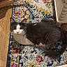 cat, gray_and_white, pet, indoor, rug, patterned_rug, wooden_floor, furniture, table, quilt, cozy, curious, sitting, looking_up, domestic_animal, floor, home, soft_texture, animal, cute