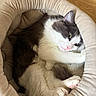 cat, pet_bed, feline, cozy, resting, indoor, cute, pink_nose, pink_paws, soft, fur, sleepy, relaxed, animal, domestic, wooden_floor, white_fur, gray_fur, close_up, comfort