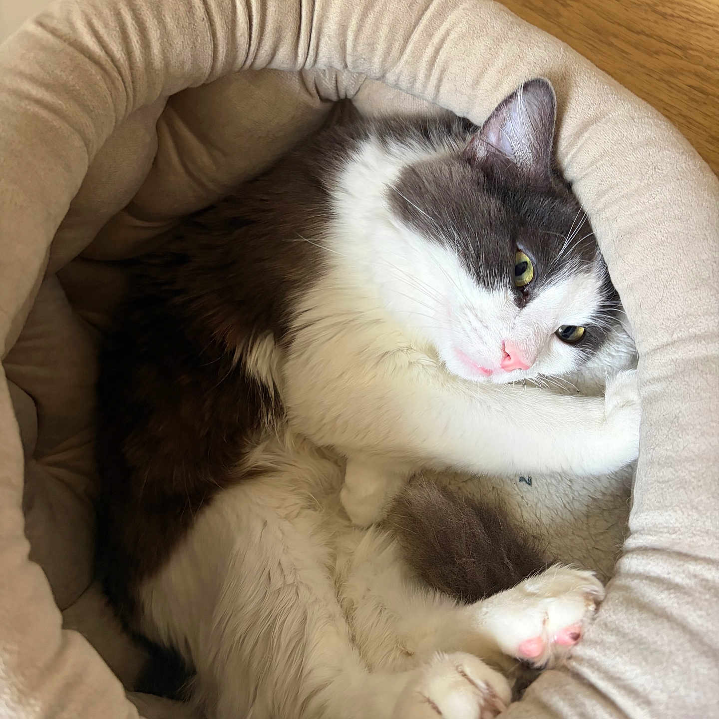 Mochi participe au concours pour gagner de l'argent avec cette photo : cat, pet_bed, feline, cozy, resting, indoor, cute, pink_nose, pink_paws, soft, fur, sleepy, relaxed, animal, domestic, wooden_floor, white_fur, gray_fur, close_up, comfort