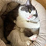 Mochi a rejoint le concours — aidez-le/la à gagner de superbes lots ! cat, pet_bed, gray_and_white_cat, feline, relaxed, cozy, indoor, soft_texture, green_eyes, pink_nose, whiskers, paw, wooden_floor, cute, domestic_cat, animal, sleepy, resting, fur, close_up