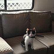 Manchas is registered to the contest to win money with this photo: animal, black_and_white, cat, couch, curious, cute, daylight, domestic_cat, fluffy, furniture, home, indoor, kitten, living_room, mammal, pet, sitting, sofa, window, young