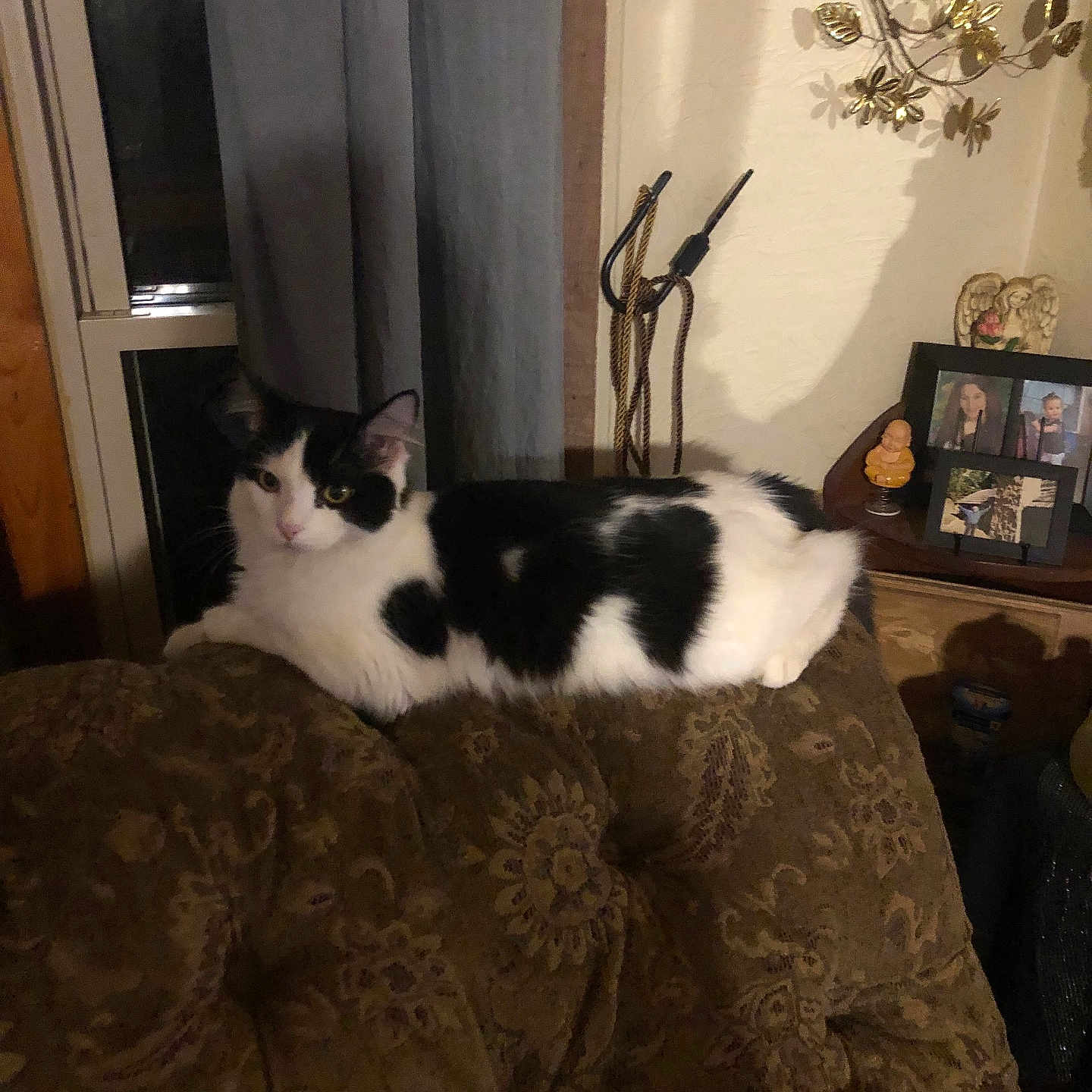 Gradie Bishop is registered to the contest to win money with this photo: animal, black_and_white, cat, comfort, couch, cozy, curtain, decor, feline, framed_photos, home_interior, indoor, living_room, patterned_fabric, pet, relaxed, resting, soft_lighting, table, window