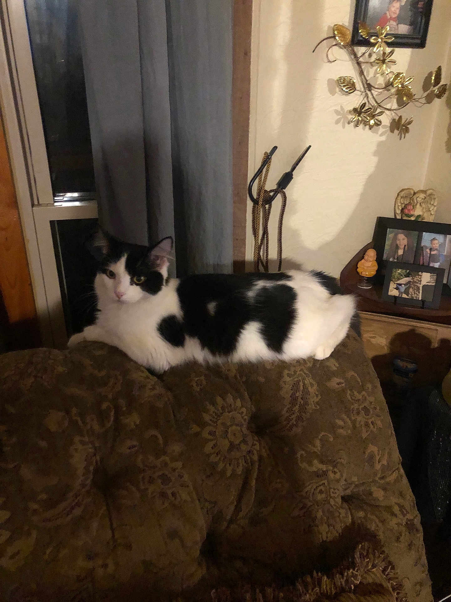 Gradie Bishop is registered to the contest to win money with this photo: cat, black_and_white, couch, patterned_fabric, indoor, curtain, window, framed_photos, decor, table, cozy, feline, pet, relaxed, animal, home_interior, living_room, soft_lighting, resting, comfort