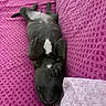 dog, black_and_white, pet, animal, lying_down, upside_down, relaxed, sleeping, paws, belly, white_markings, short_hair, couch, sofa, purple, blanket, indoor, home, portrait, funny_pose