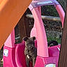 Bianca participe au concours pour gagner de l'argent avec cette photo : puppy, dog, toy_car, pink, outdoor, backyard, playground, plastic, vehicle, sitting, portrait, brown_dog, short_hair, animal, fence, wood, slide, greenery, serious_expression, pet