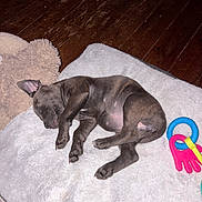 Bianca a rejoint le concours — aidez-le/la à gagner de superbes lots ! puppy, dog, sleeping, brown_dog, pet, animal, blanket, plush_blanket, toy, chew_toy, indoors, hardwood_floor, cozy, resting, lying_down, cute, paw, floppy_ears, relaxed, portrait
