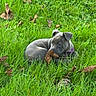 puppy, dog, gray_dog, grass, outdoors, nature, fallen_leaves, leaf, chewing, lying_down, curled_up, purple_collar, pet, animal, canine, greenery, garden, playful, cute, portrait