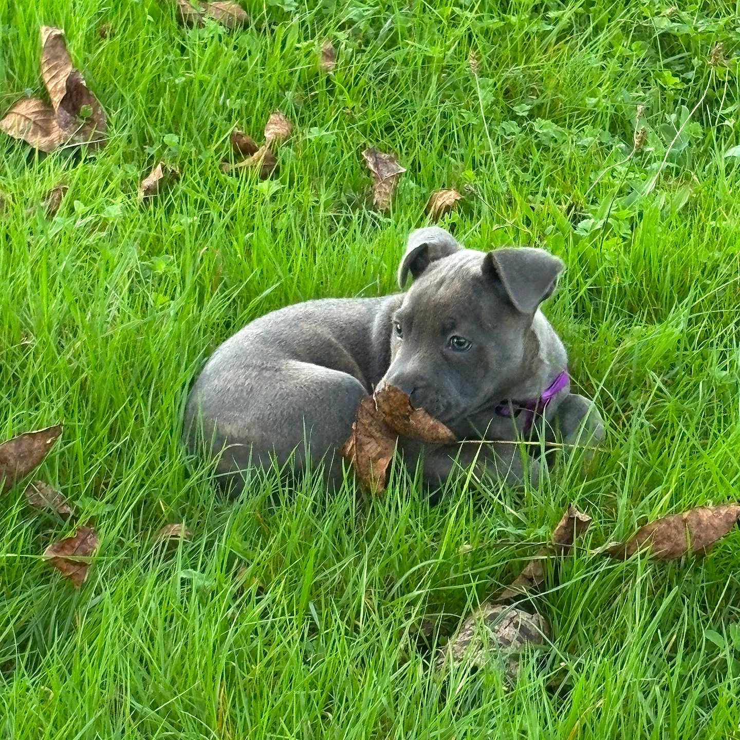 Bianca a rejoint le concours — aidez-le/la à gagner de superbes lots ! puppy, dog, gray_dog, grass, outdoors, nature, fallen_leaves, leaf, chewing, lying_down, curled_up, purple_collar, pet, animal, canine, greenery, garden, playful, cute, portrait