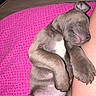 puppy, dog, sleeping, nap, pet, animal, brown_fur, white_chest, paws, claws, pink_blanket, indoors, wood_floor, cozy, cute, small_dog, lying_down, belly_up, person_arm, portrait