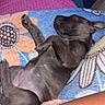 Bianca participe au concours pour gagner de l'argent avec cette photo : puppy, dog, sleeping, lying_down, belly_up, paws, wrinkled, small_dog, black_dog, pet, blanket, floral_blanket, sofa, couch, indoor, home, relaxed, cute, animal, portrait
