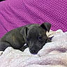 puppy, dog, sleeping, resting, blanket, fluffy, pink, purple, bed, cozy, indoor, portrait, close_up, black_dog, short_hair, ears, eyes, snout, cute, relaxed