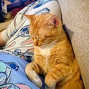 Garfield joined the competition — help win amazing prizes! cat, orange_tabby, sleeping, pajamas, cartoon_print, lap, couch, indoor, cozy, relaxed, pet, fur, whiskers, resting, comfort, domestic_animal, cute, feline, home, animal