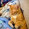 cat, orange_tabby, sleeping, pajamas, cartoon_print, lap, couch, indoor, cozy, relaxed, pet, fur, whiskers, resting, comfort, domestic_animal, cute, feline, home, animal