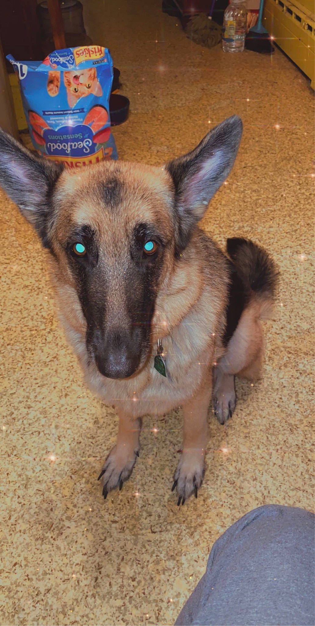 Rosie joined the competition — help win amazing prizes! belgian_shepherd_malinois, canidae, carnivore, dog, dog_breed, ear, fawn, german_shepherd_dog, king_shepherd, mammal, rare_breed_dog, snout, street_dog, vertebrate, working_dog