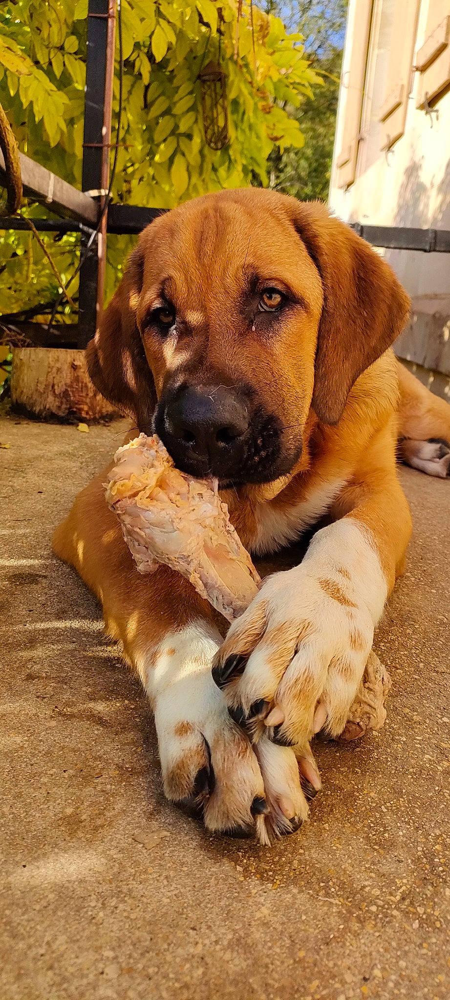 Hadès a rejoint le concours — aidez-le/la à gagner de superbes lots ! ancient_dog_breeds, canidae, carnivore, collar, companion_dog, dog, dog_breed, fawn, hunting_dog, paw, snout, sporting_group, terrestrial_animal, wildlife, working_animal, working_dog