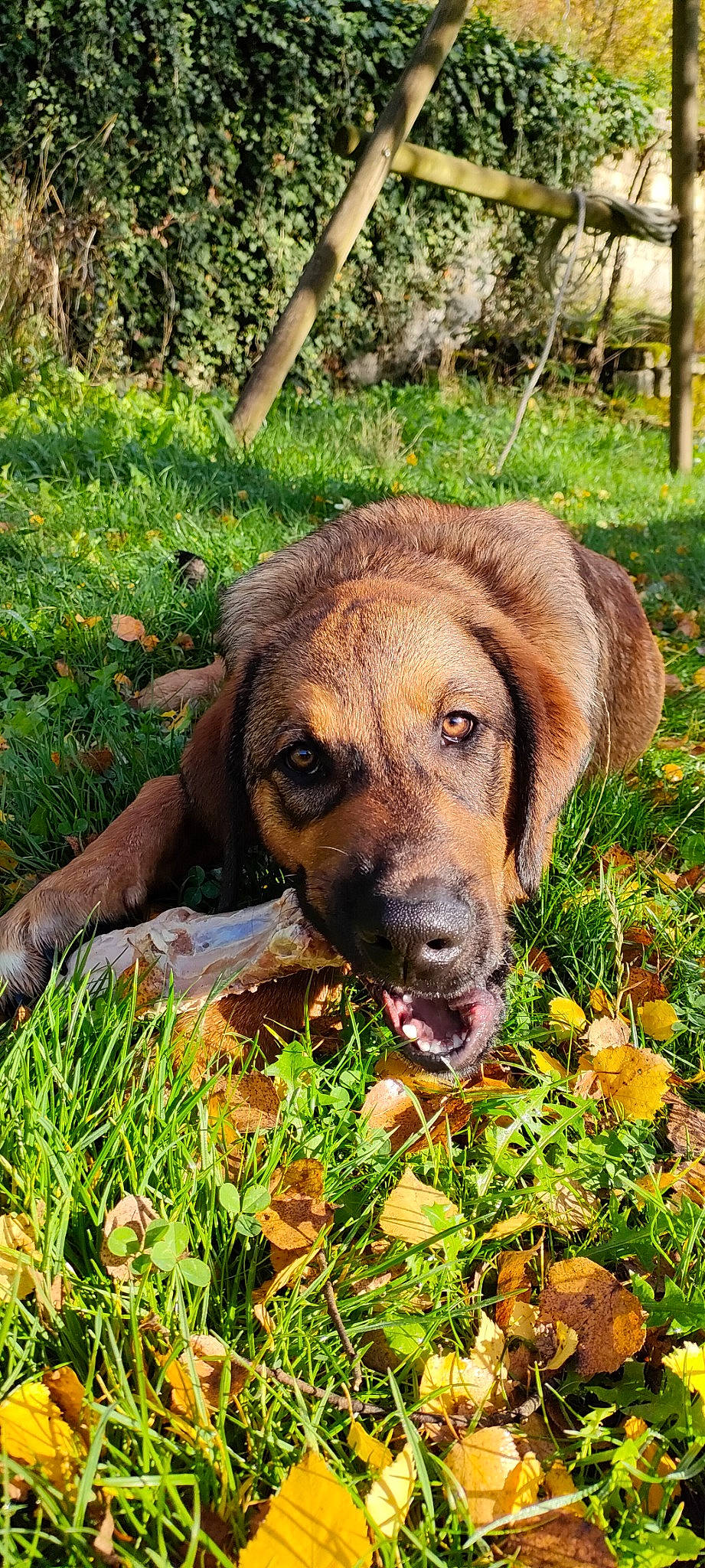Tao a rejoint le concours — aidez-le/la à gagner de superbes lots ! canidae, carnivore, chair, companion_dog, dog, dog_breed, eye, fawn, flower, garden, grass, groundcover, hat, liver, plant, snout, soil, sporting_group, terrestrial_animal, working_animal