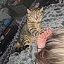 Mumu participe au concours pour gagner de l'argent avec cette photo : cat, tabby_cat, hand, blanket, bed, resting, cozy, indoor, relaxation, furniture, living_room, person, paw, sleepy, domestic_animal, striped, soft_texture, fur, comfort, home