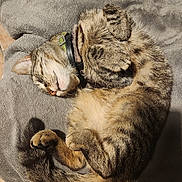 Mumu participe au concours pour gagner de l'argent avec cette photo : cat, tabby, sleeping, curled_up, paws, tail, blanket, gray, indoor, floor, tile, cozy, pet, fur, whiskers, collar, relaxed, resting, animal, cute