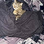 Mumu a rejoint le concours — aidez-le/la à gagner de superbes lots ! cat, tabby_cat, blanket, bed, comforter, clothing, bra, denim, sleeping, cozy, indoor, animal, pet, feline, resting, fur, striped, relaxed, textile, tattoo