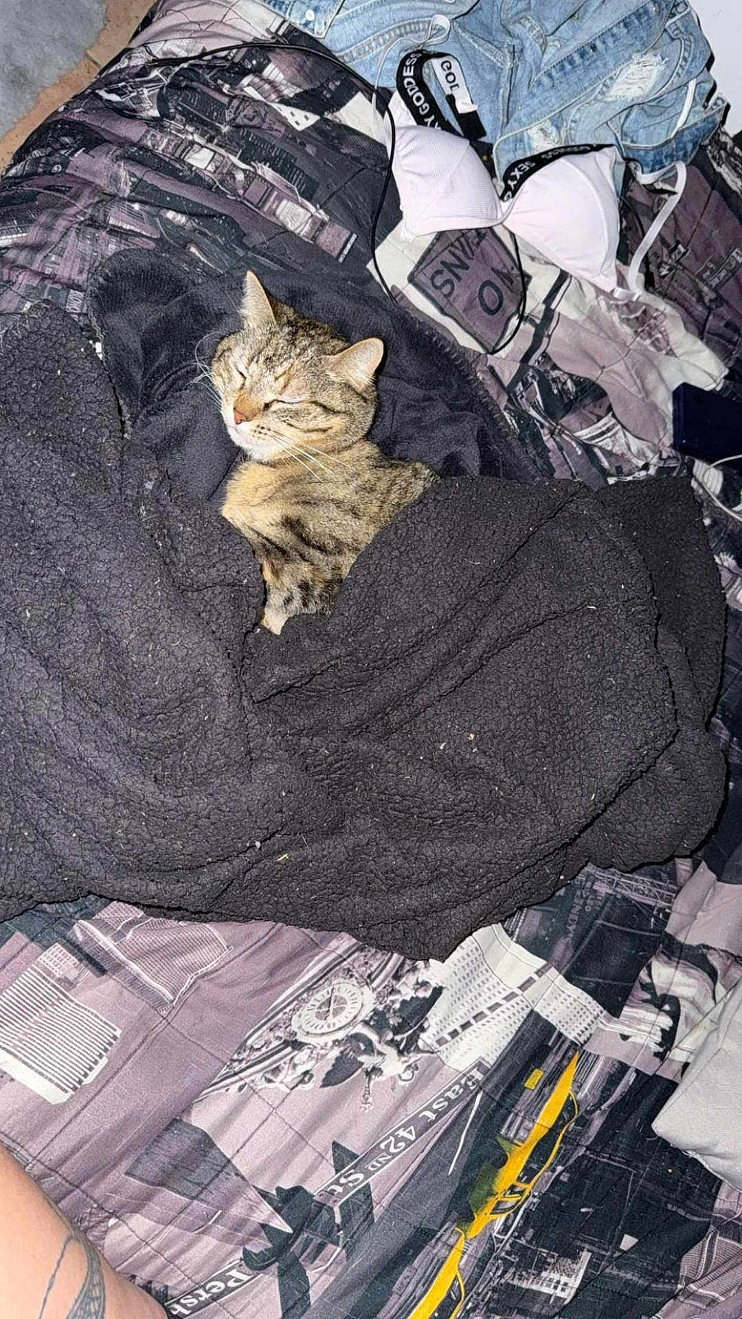Mumu a rejoint le concours — aidez-le/la à gagner de superbes lots ! cat, tabby_cat, blanket, bed, comforter, clothing, bra, denim, sleeping, cozy, indoor, animal, pet, feline, resting, fur, striped, relaxed, textile, tattoo
