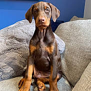 Marty Taylor is registered to the contest to win money with this photo: doberman, puppy, dog, pet, sitting, couch, indoor, furniture, pillows, brown, black, ears, cute, young, canine, portrait, animal, domestic, friendly, alert