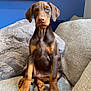 doberman, puppy, dog, pet, sitting, couch, indoor, furniture, pillows, brown, black, ears, cute, young, canine, portrait, animal, domestic, friendly, alert