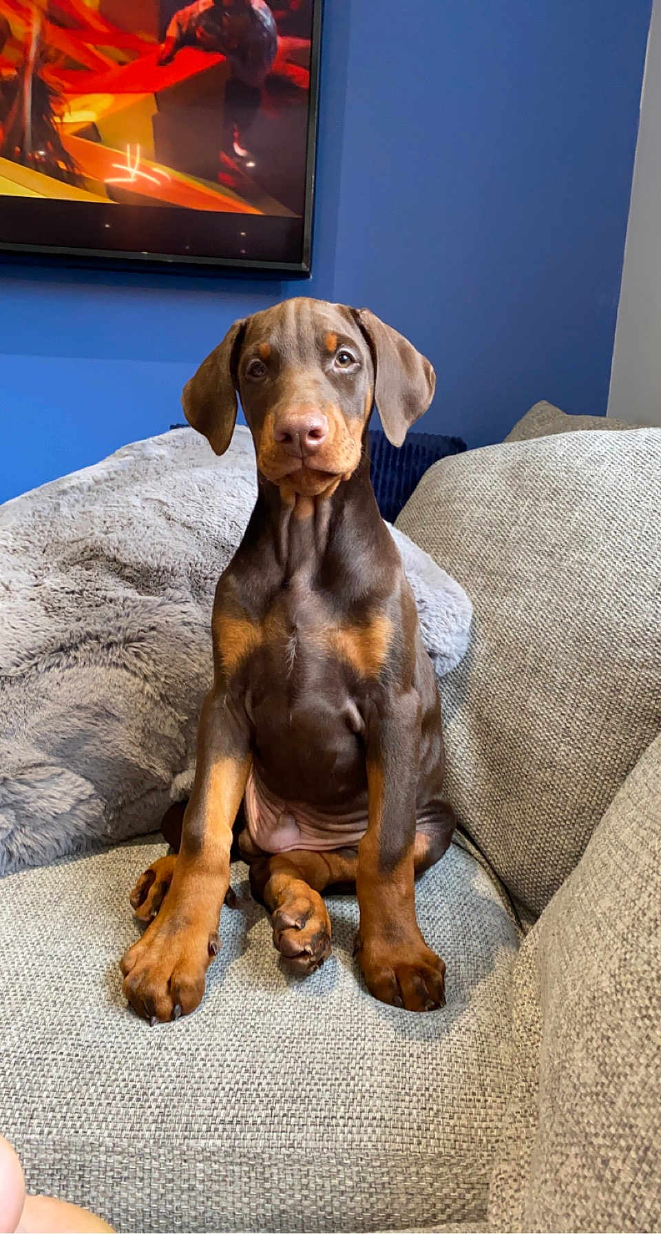 Marty Taylor is registered to the contest to win money with this photo: doberman, puppy, dog, pet, sitting, couch, indoor, furniture, pillows, brown, black, ears, cute, young, canine, portrait, animal, domestic, friendly, alert