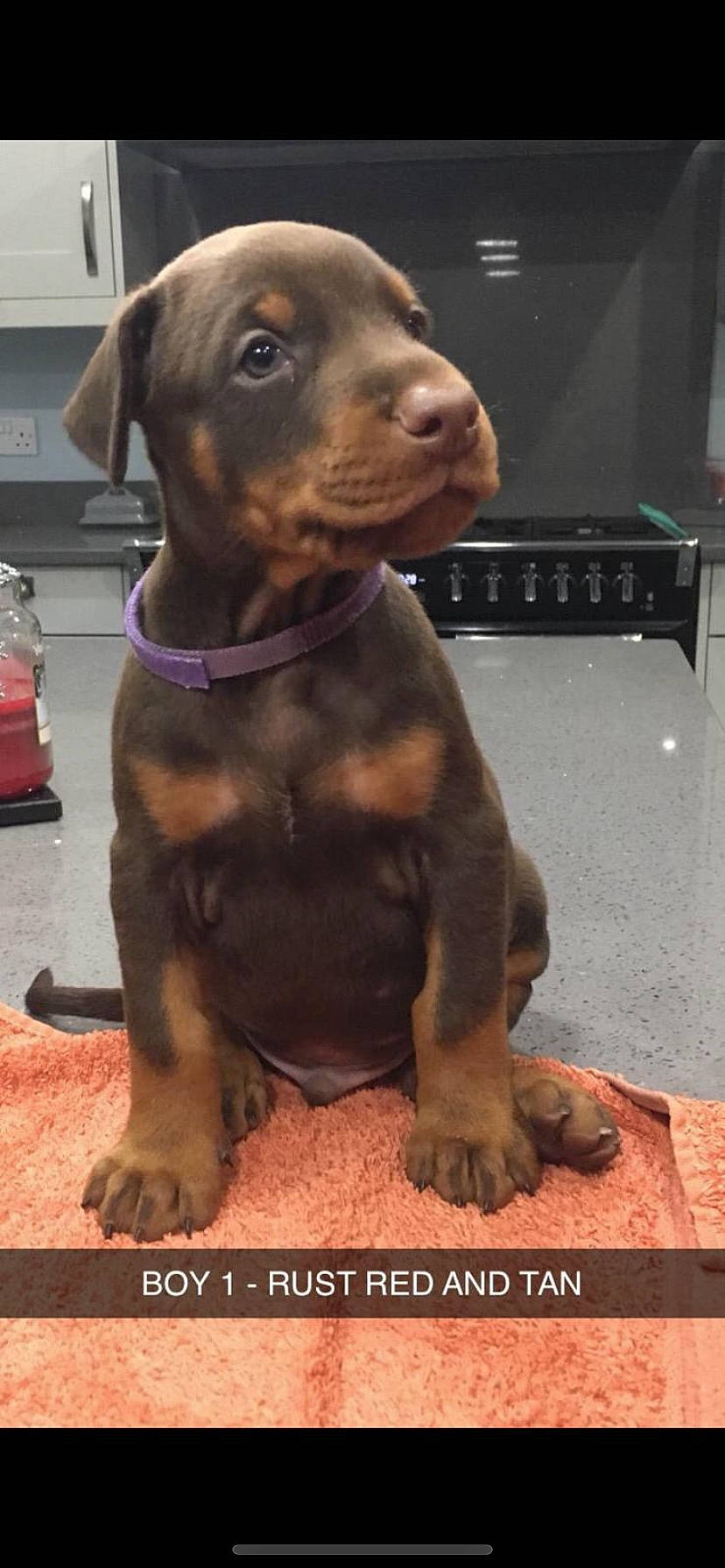 Marty joined the competition — help win amazing prizes! carnivore, collar, companion_dog, dog, dog_breed, dog_collar, fawn, fur, home_appliance, hound, liver, metal, pet_supply, snout, sporting_group, television, terrestrial_animal, whiskers, working_animal, working_dog