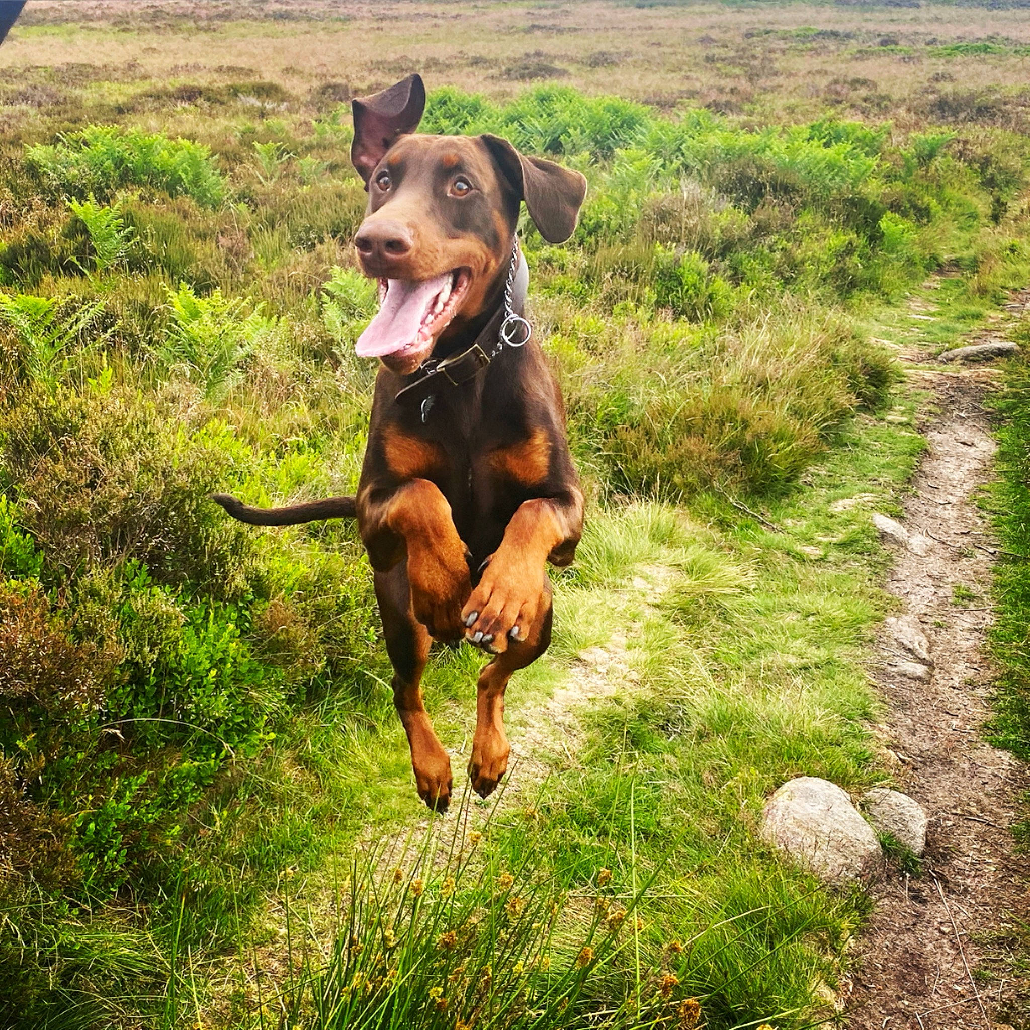 Marty joined the competition — help win amazing prizes! canidae, carnivore, collar, companion_dog, dog, dog_breed, dog_collar, fawn, grass, grassland, guard_dog, hound, liver, pinscher, plant, snout, sporting_group, tail, working_animal, working_dog