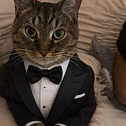 Meow joined the competition — help win amazing prizes! animal, attire, bow_tie, cat, close_up, cozy, cute, domestic_animal, feline, formal_wear, fur, household, indoor, paws, pet, portrait, sitting, sofa, tuxedo, whiskers